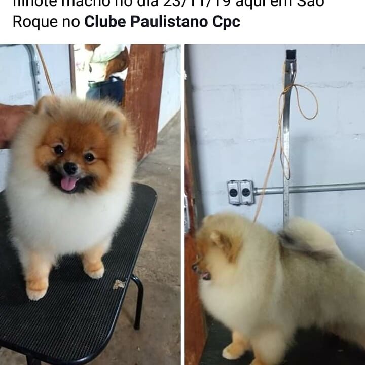 Planta de Filhote de Spitz Alemão
